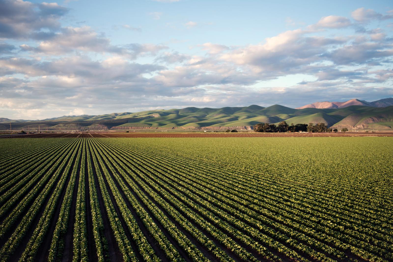 Galway Agriculture: AI Adoption in Farming for 2025